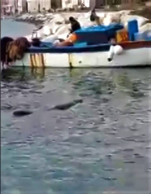 Un coccodrillo nel mare di Napoli. Il video virale